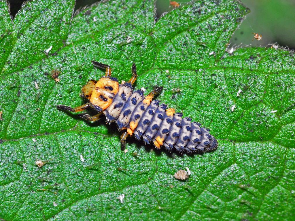 Larva di Coccinellidae: Harmonia axyridis